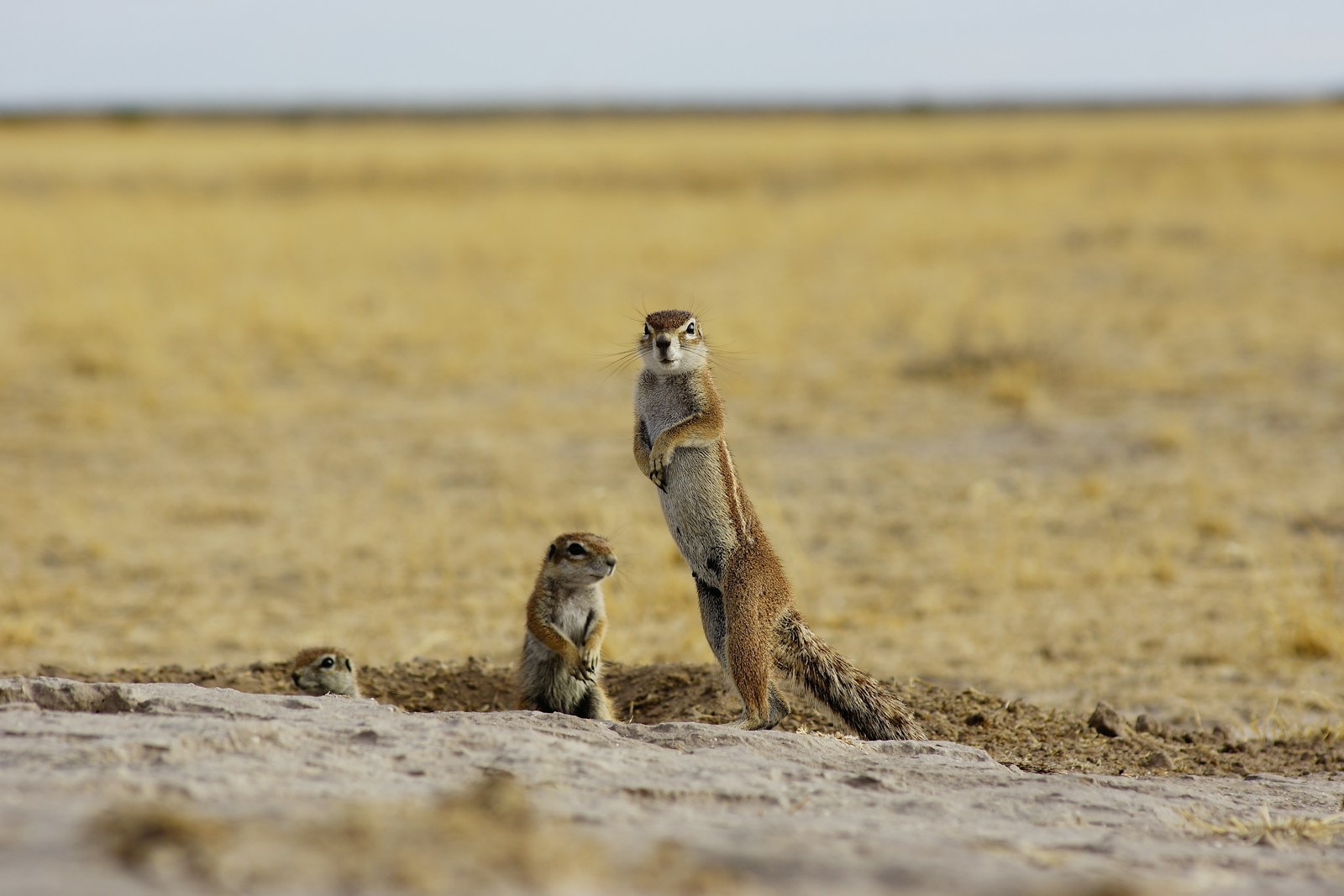 brown and white animal on brown field during daytime