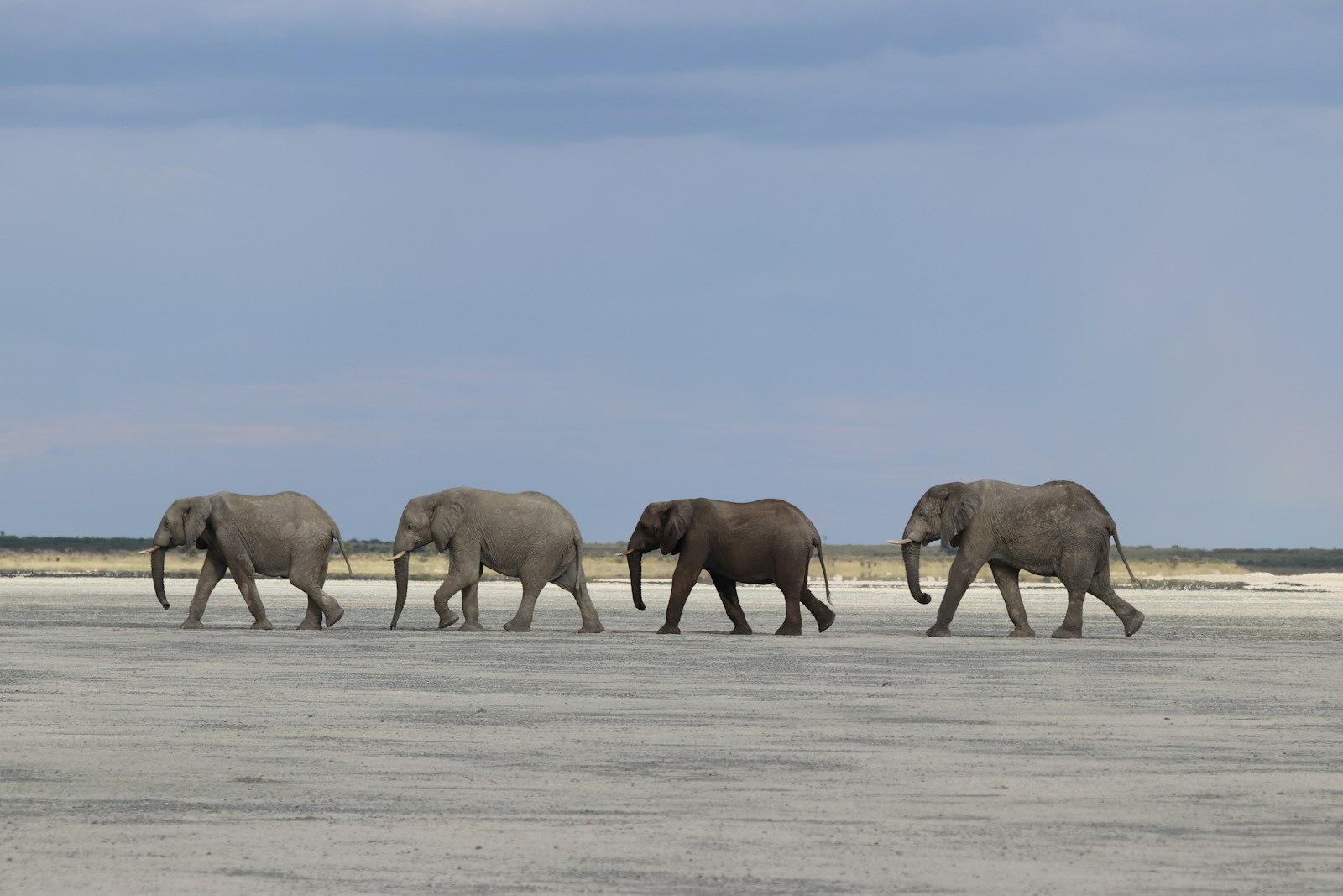 group of elephant walking on snow covered field during daytime