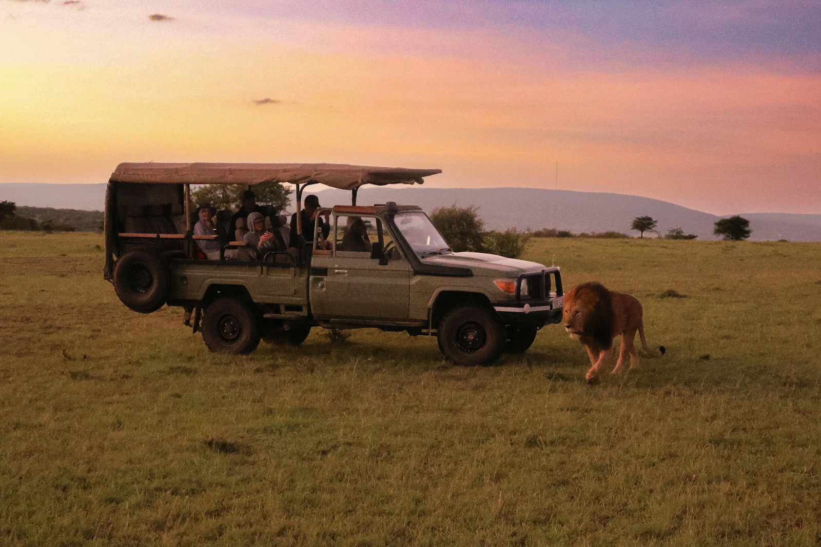 a safari vehicle with passengers and a lion