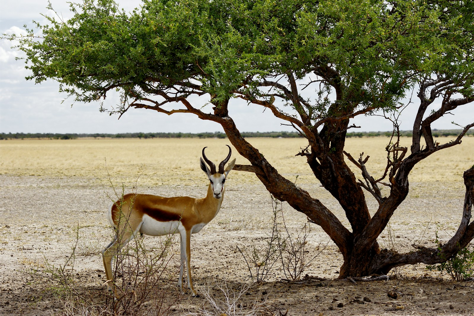 a gazelle standing next to a tree in the desert